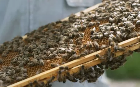 ’مركز التميُّز لإنتاج العسل‘ لدى Bentley أصبح يحوي مليون نحلة عاملة