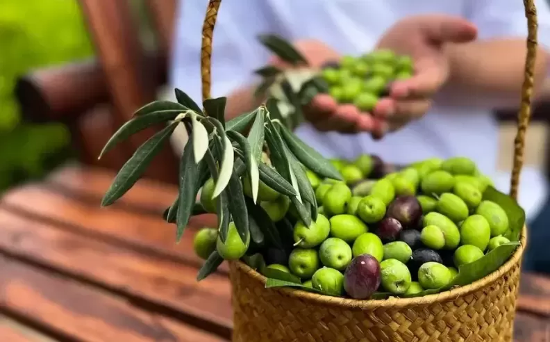 The Olive Harvest Festival at Anantara Al Jabal Al Akhdar Resort