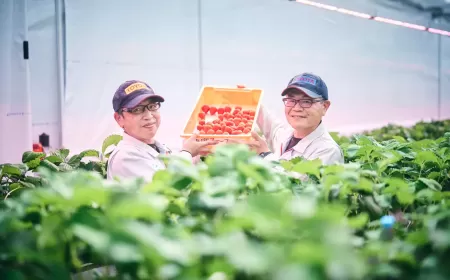تويوتا تزرع الفراولة والطماطم الكرزية لدعم مبادرات مواجهة التغيُّر المناخي