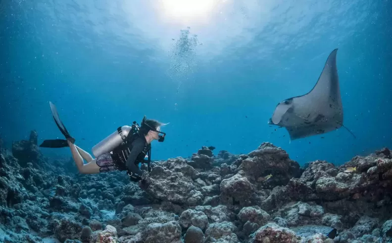 مانتا ريتريت: رحلة استكشافية للتعرف على أسماك المانتا راي في المالديف
