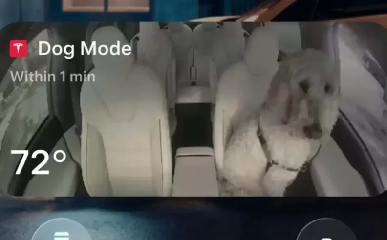 مراقبة المقصورة عبر iPhone: Dog Mode أكثر ذكاءً